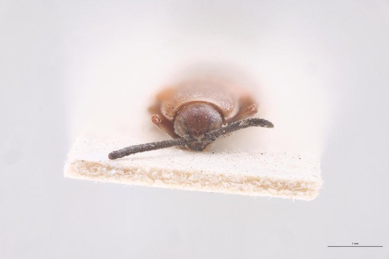 Cephalolia puncticollis Ex-T F.jpg