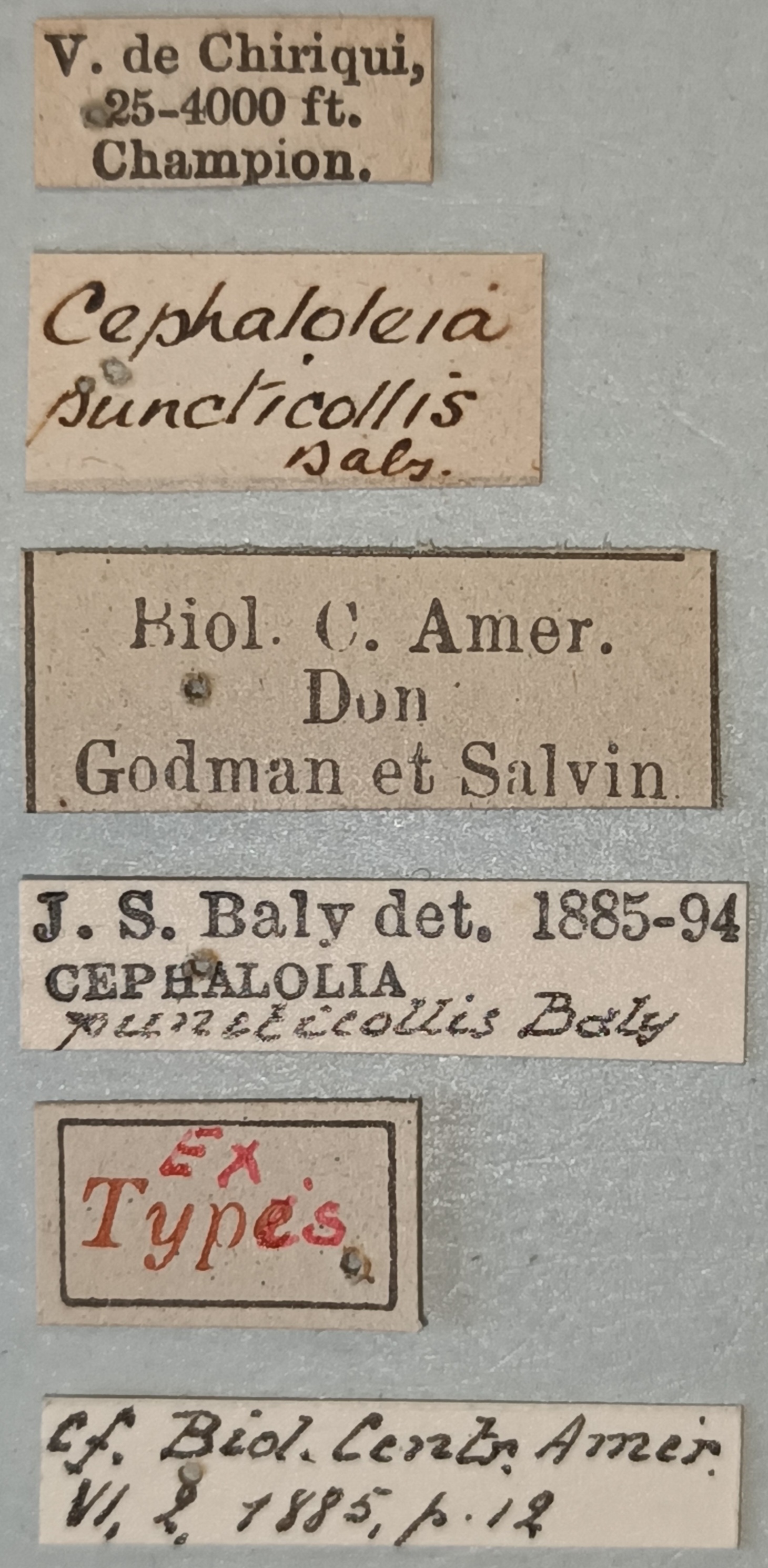 Cephalolia puncticollis Ex-T Labels.jpg