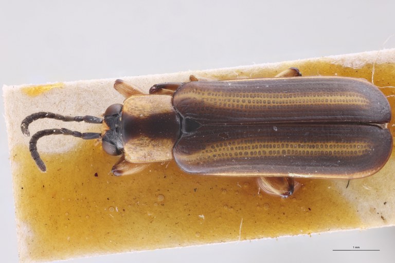 Cephalolia quadrilineata Ex-T D.jpg