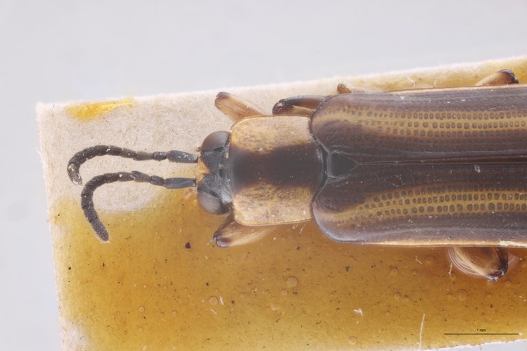 Cephalolia quadrilineata Ex-T Head-Close-Up.jpg