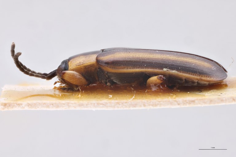 Cephalolia quadrilineata Ex-T L.jpg