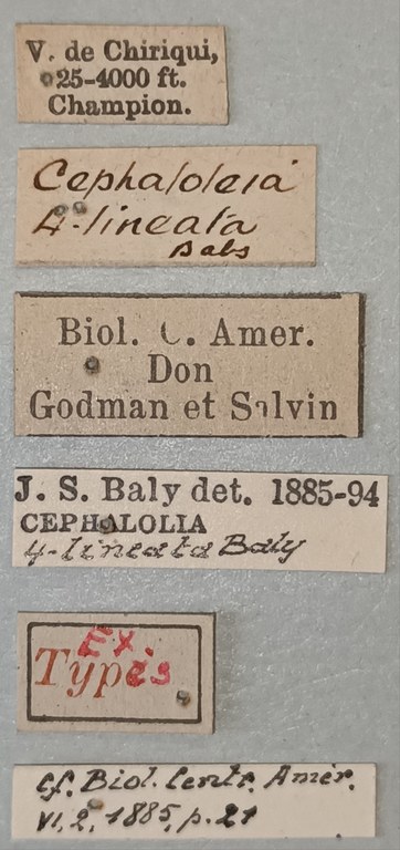 Cephalolia quadrilineata Ex-T Labels.jpg