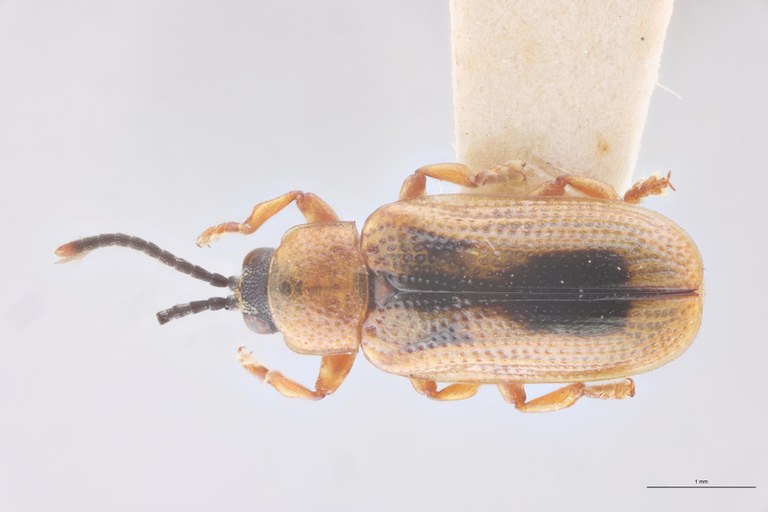 Cephalolia sagittifera M Pt D.jpg