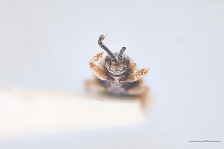 Cephalolia sagittifera M Pt F-V.jpg