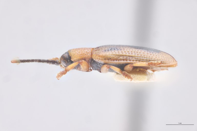 Cephalolia sagittifera M Pt L.jpg