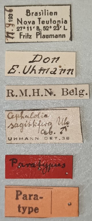 Cephalolia sagittifera M Pt Labels.jpg