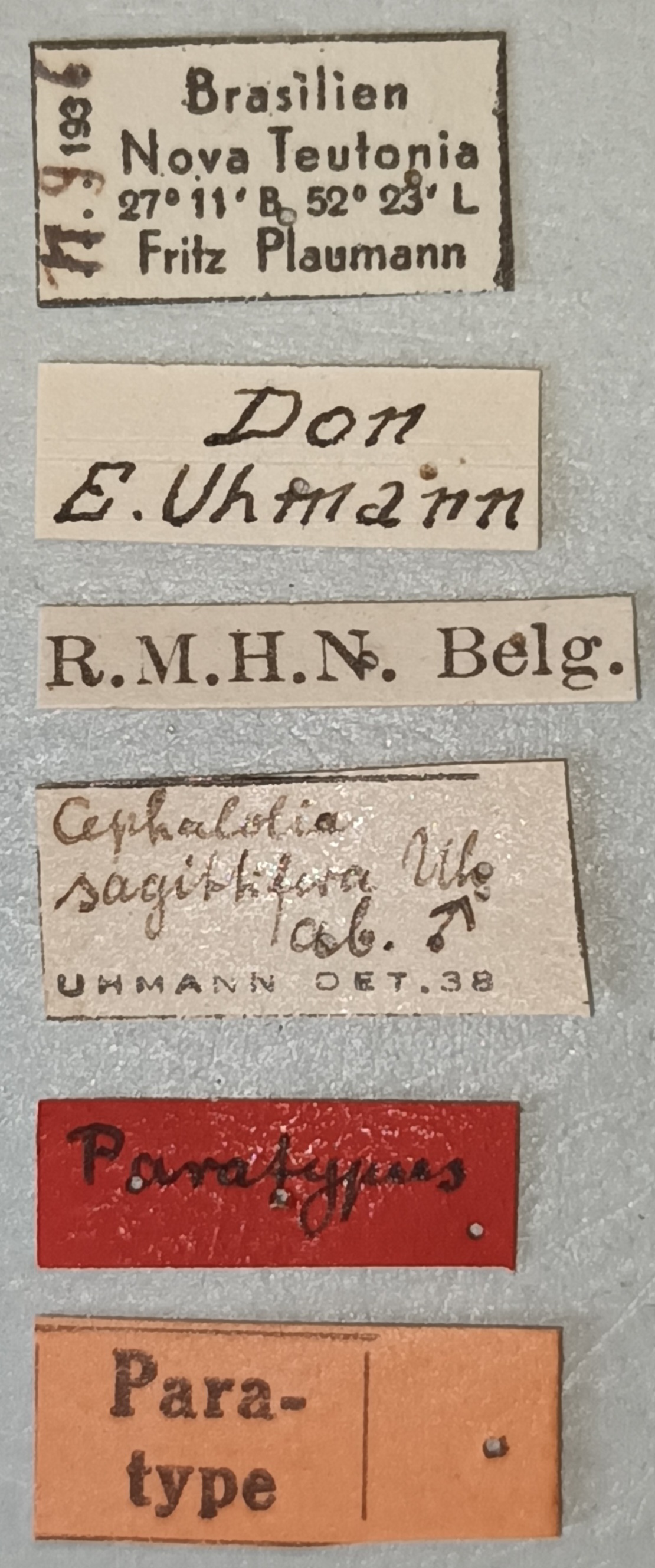 Cephalolia sagittifera M Pt Labels.jpg
