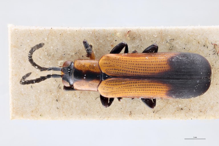 Cephalolia stenosoma Ex-T D.jpg