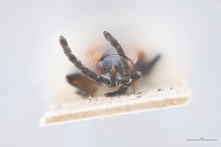 Cephalolia stenosoma Ex-T F.jpg