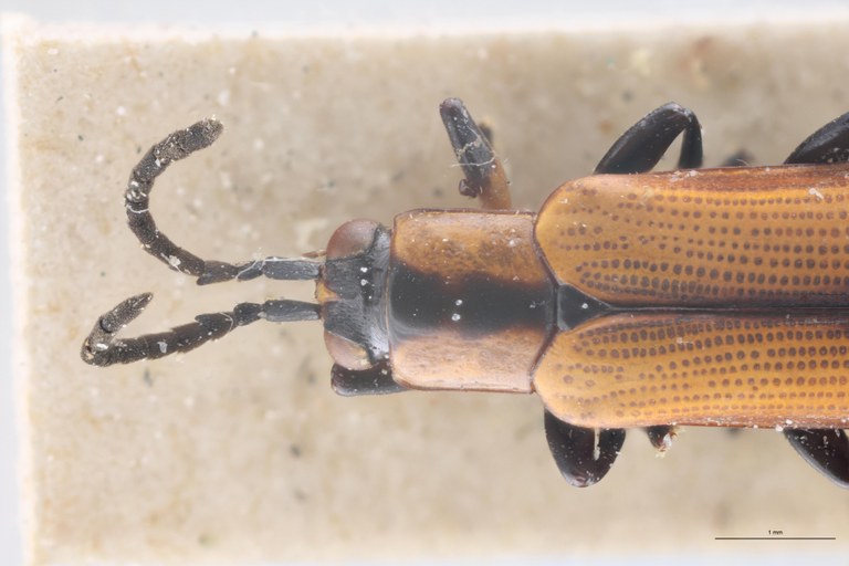 Cephalolia stenosoma Ex-T Head-Close-Up.jpg