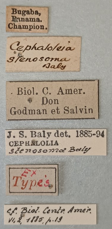 Cephalolia stenosoma Ex-T Labels.jpg