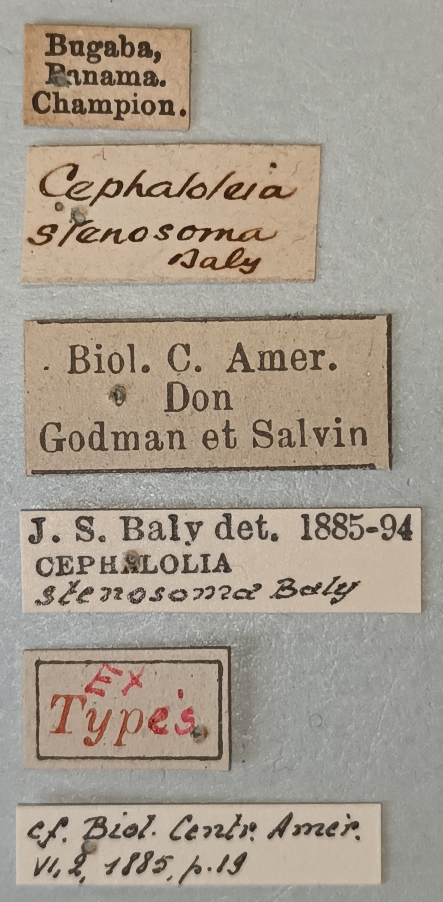 Cephalolia stenosoma Ex-T Labels.jpg