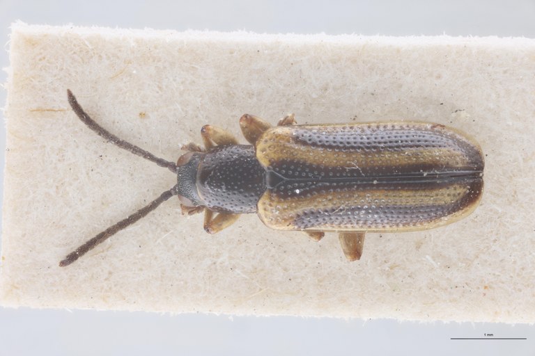 Cephalolia trivittata Ex-T D.jpg