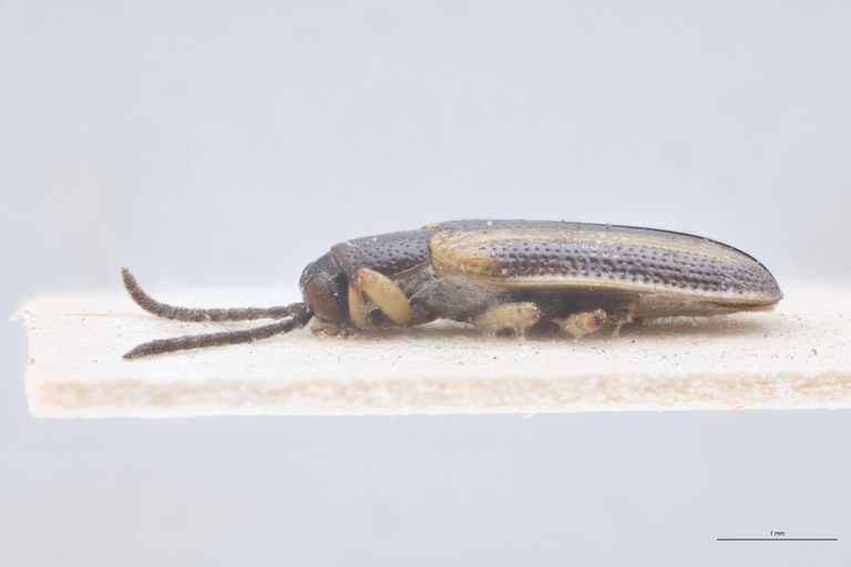 Cephalolia trivittata Ex-T L.jpg