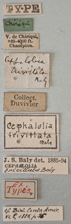 Cephalolia trivittata Ex-T Labels.jpg