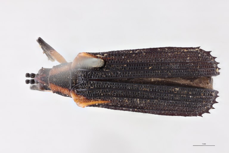 Chalepispa ignorata Ht D.jpg