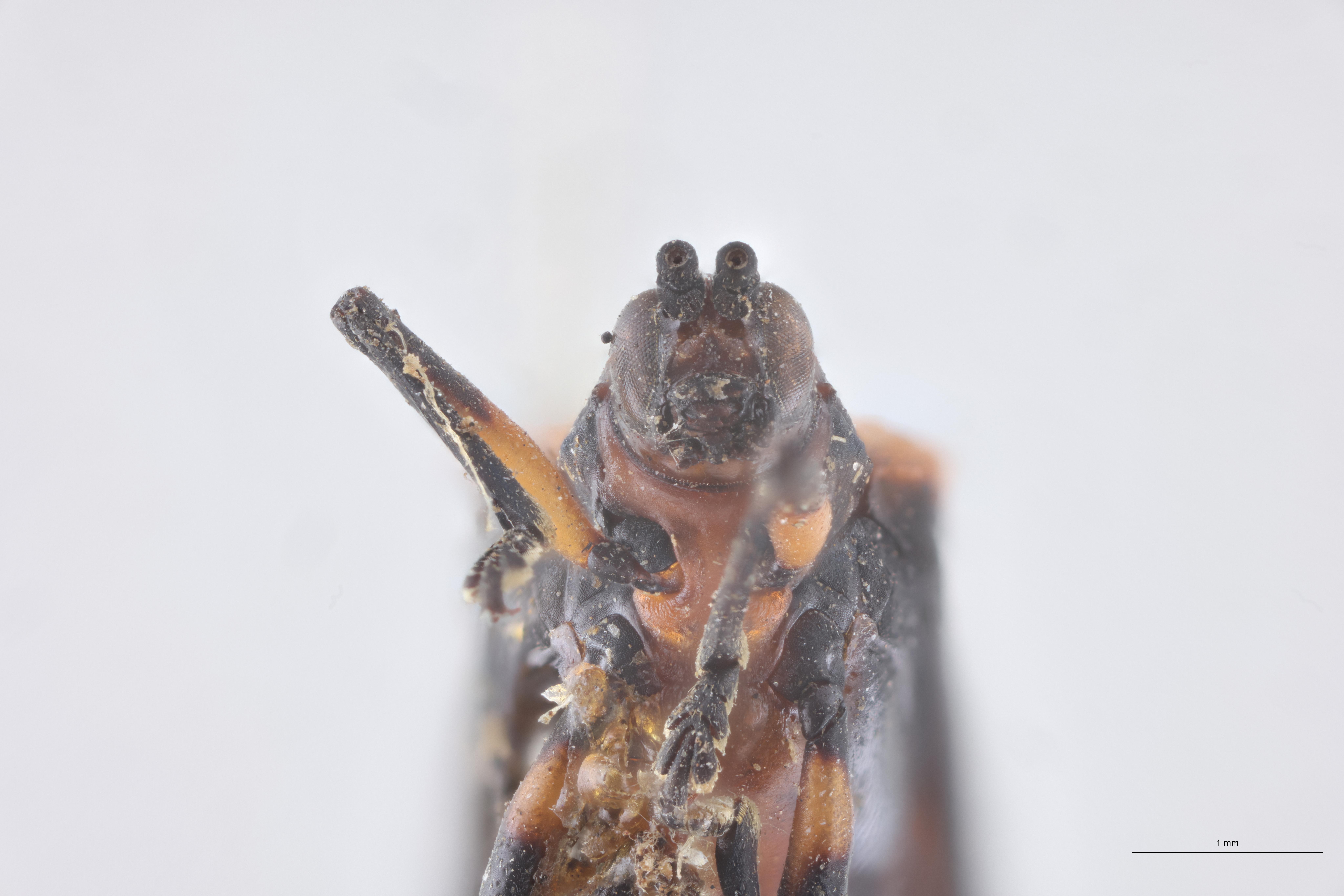 Chalepispa ignorata Ht F-V.jpg