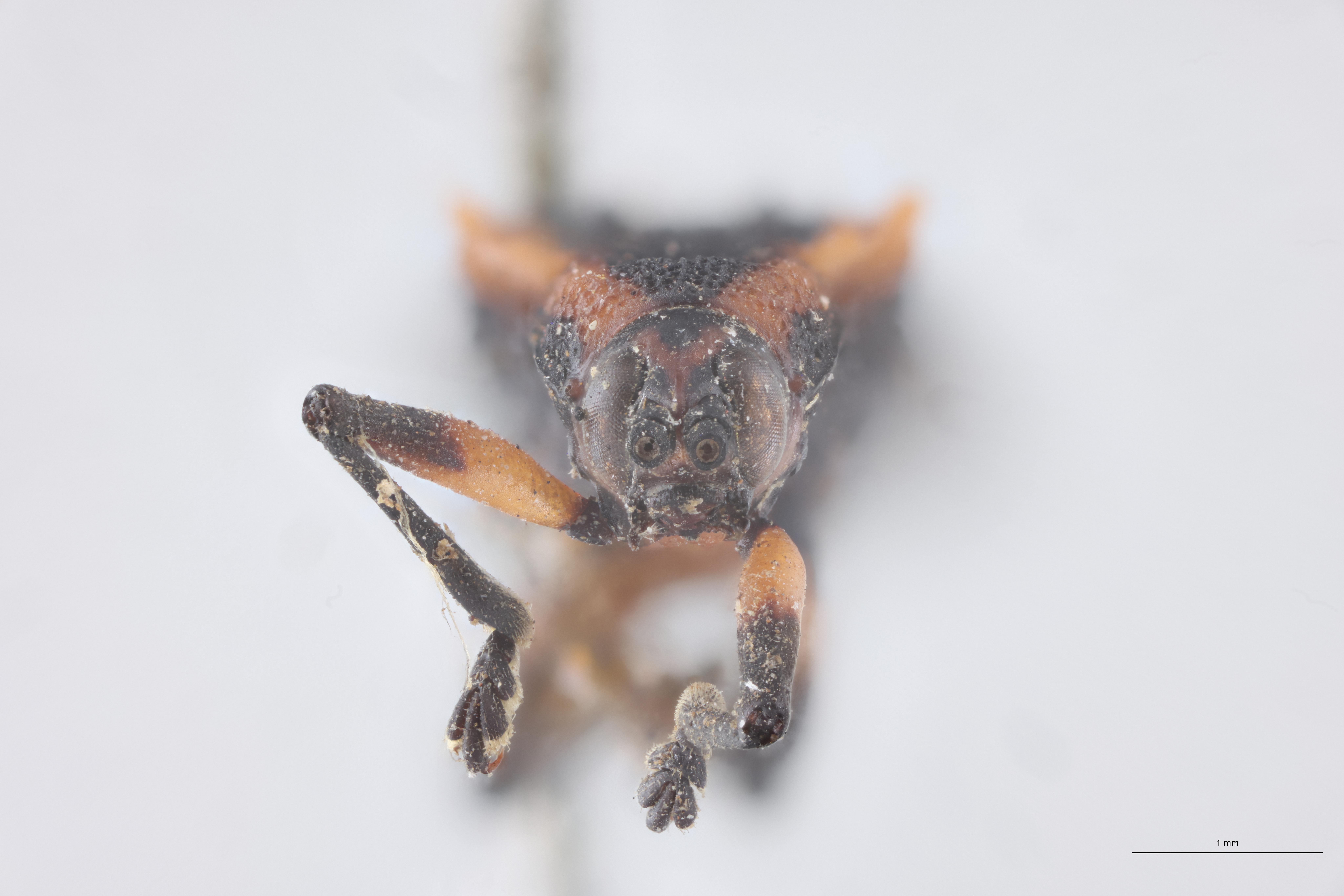 Chalepispa ignorata Ht F.jpg