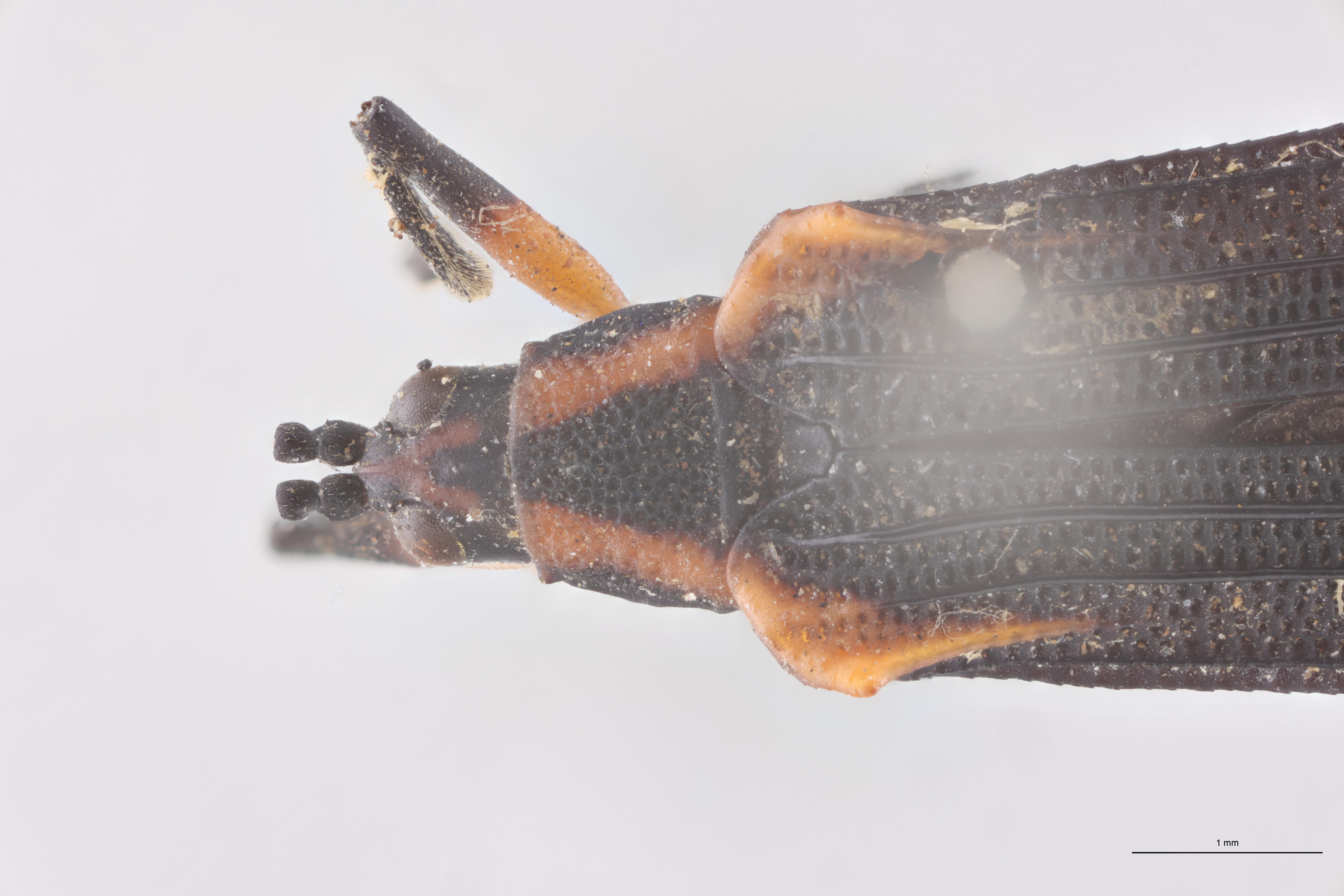 Chalepispa ignorata Ht Head-Close-Up.jpg