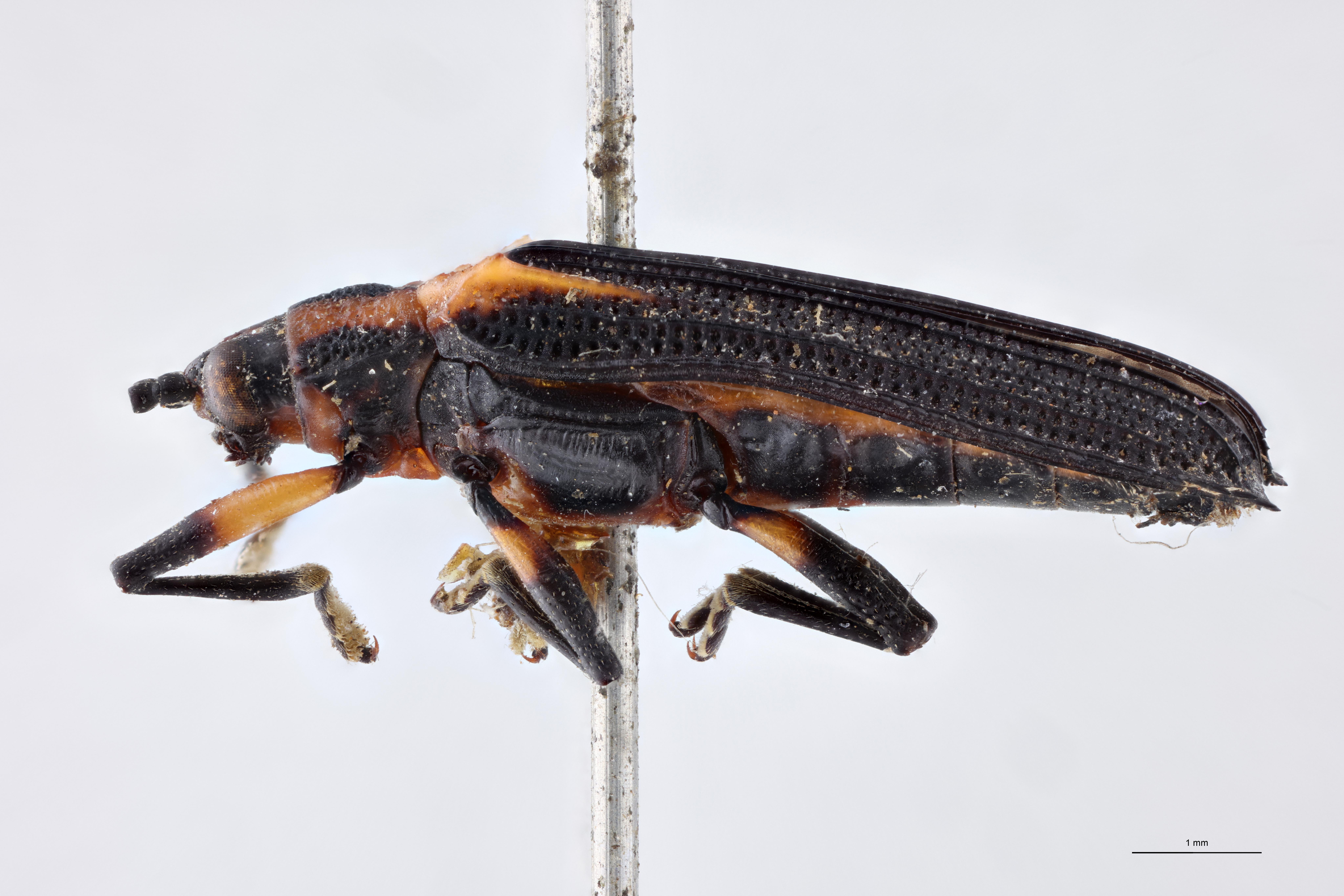 Chalepispa ignorata Ht L.jpg