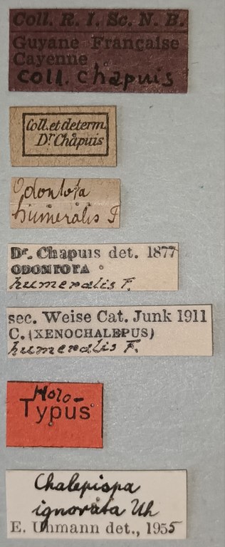 Chalepispa ignorata Ht Labels.jpg