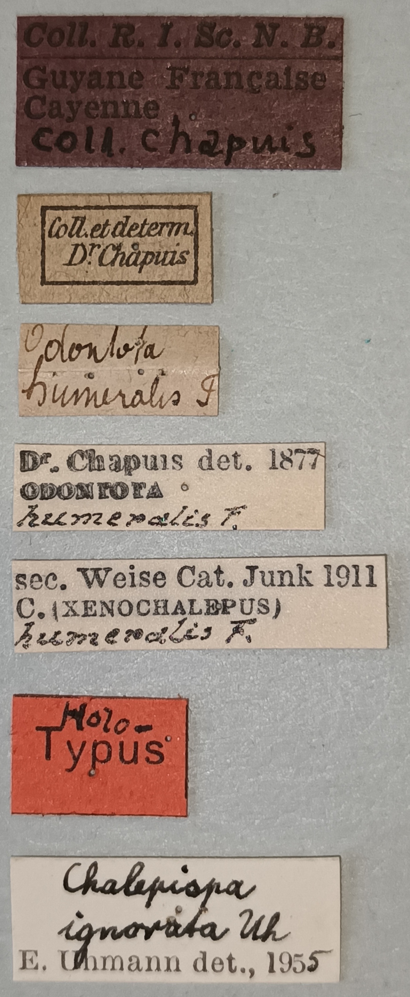 Chalepispa ignorata Ht Labels.jpg