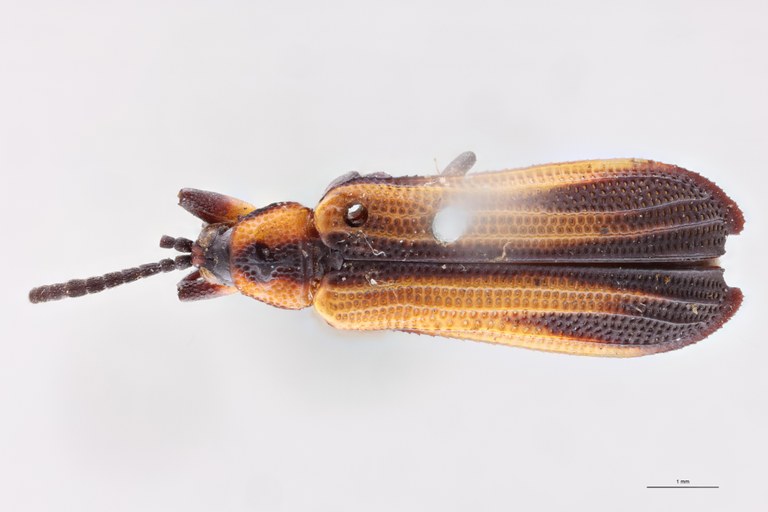 Chalepotatus coarctatus Pt D.jpg