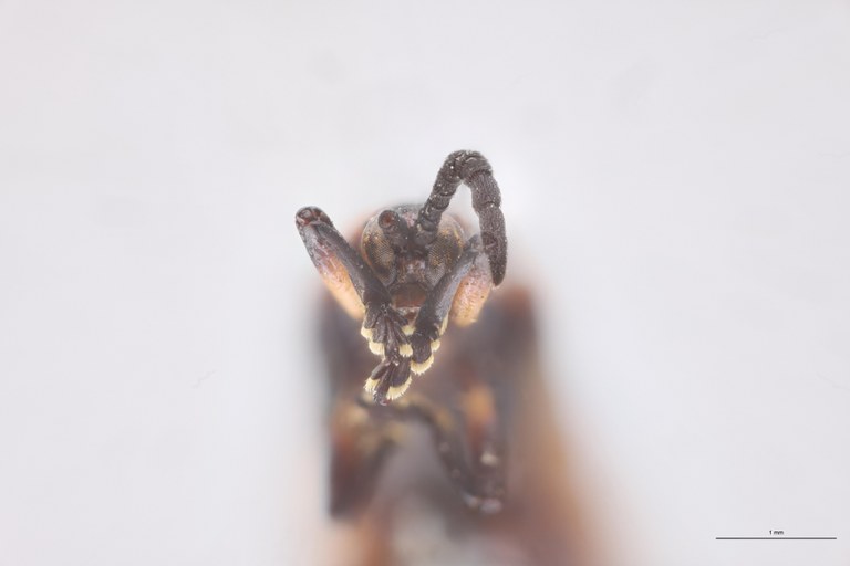 Chalepotatus coarctatus Pt F-V.jpg