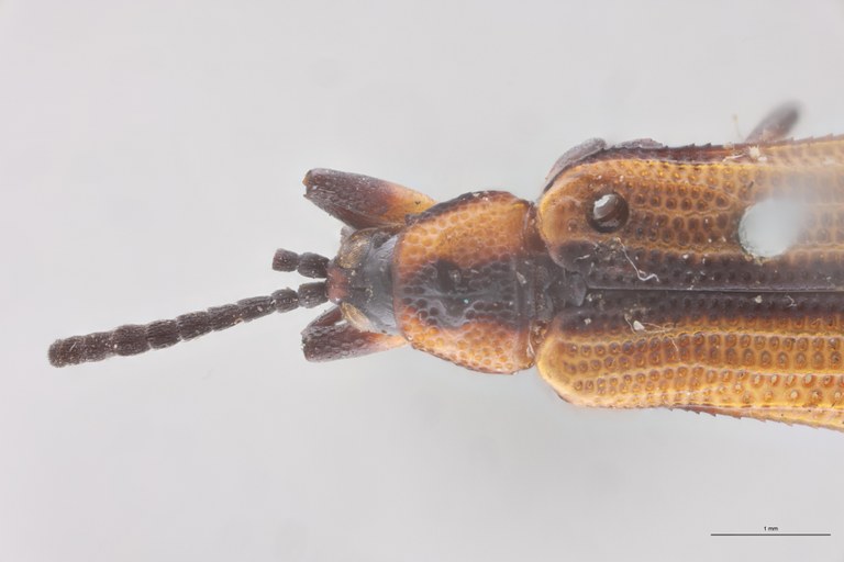 Chalepotatus coarctatus Pt Head-Close-Up.jpg