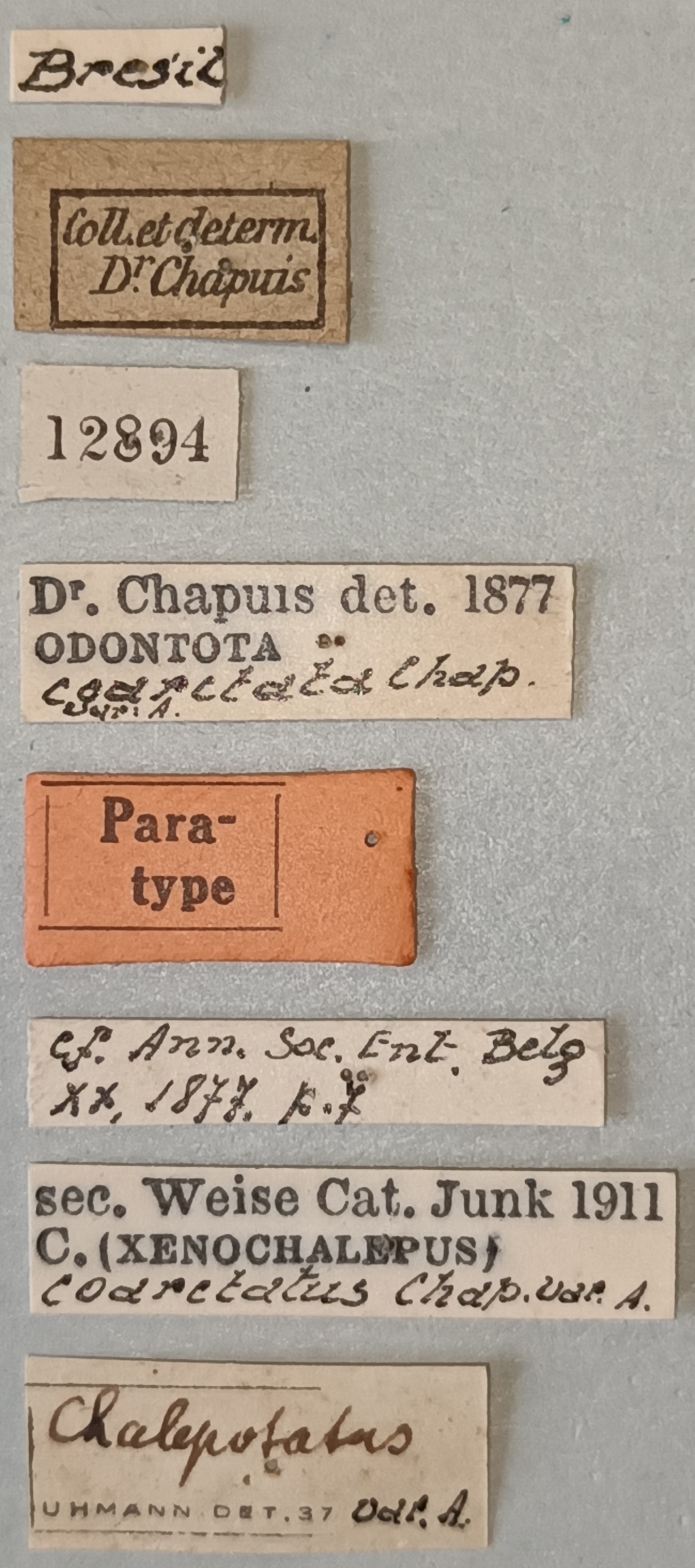 Chalepotatus coarctatus Pt Labels.jpg
