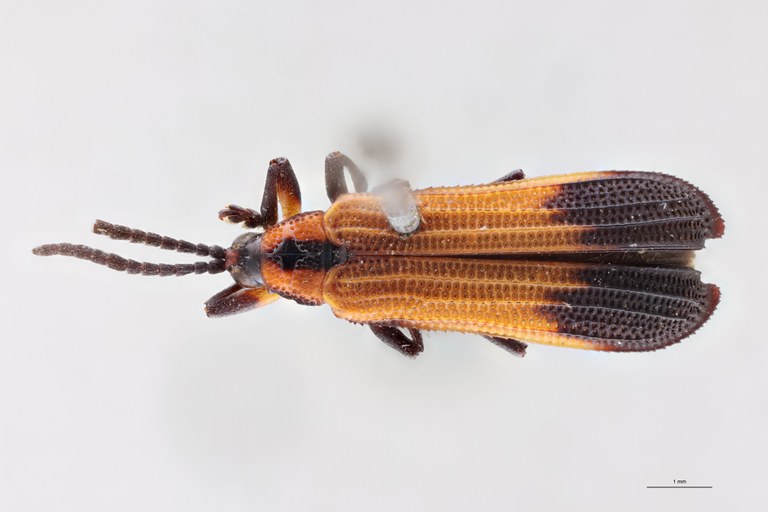 Chalepotatus coarctatus T D.jpg