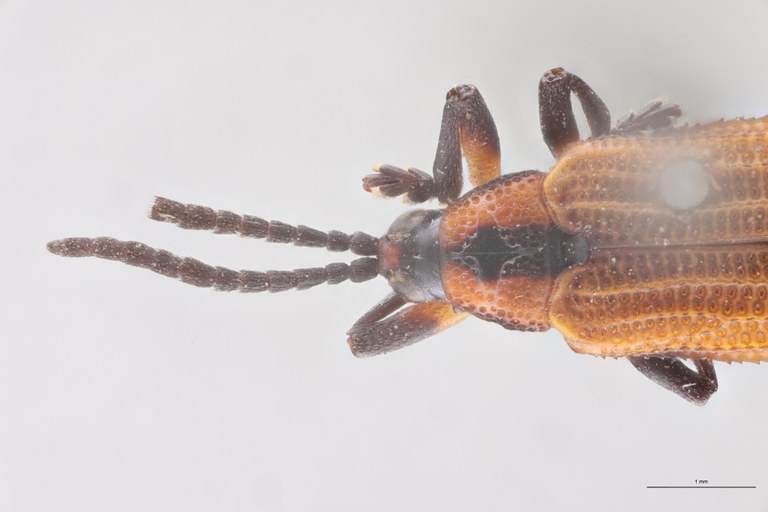 Chalepotatus coarctatus T Head-Close-Up.jpg