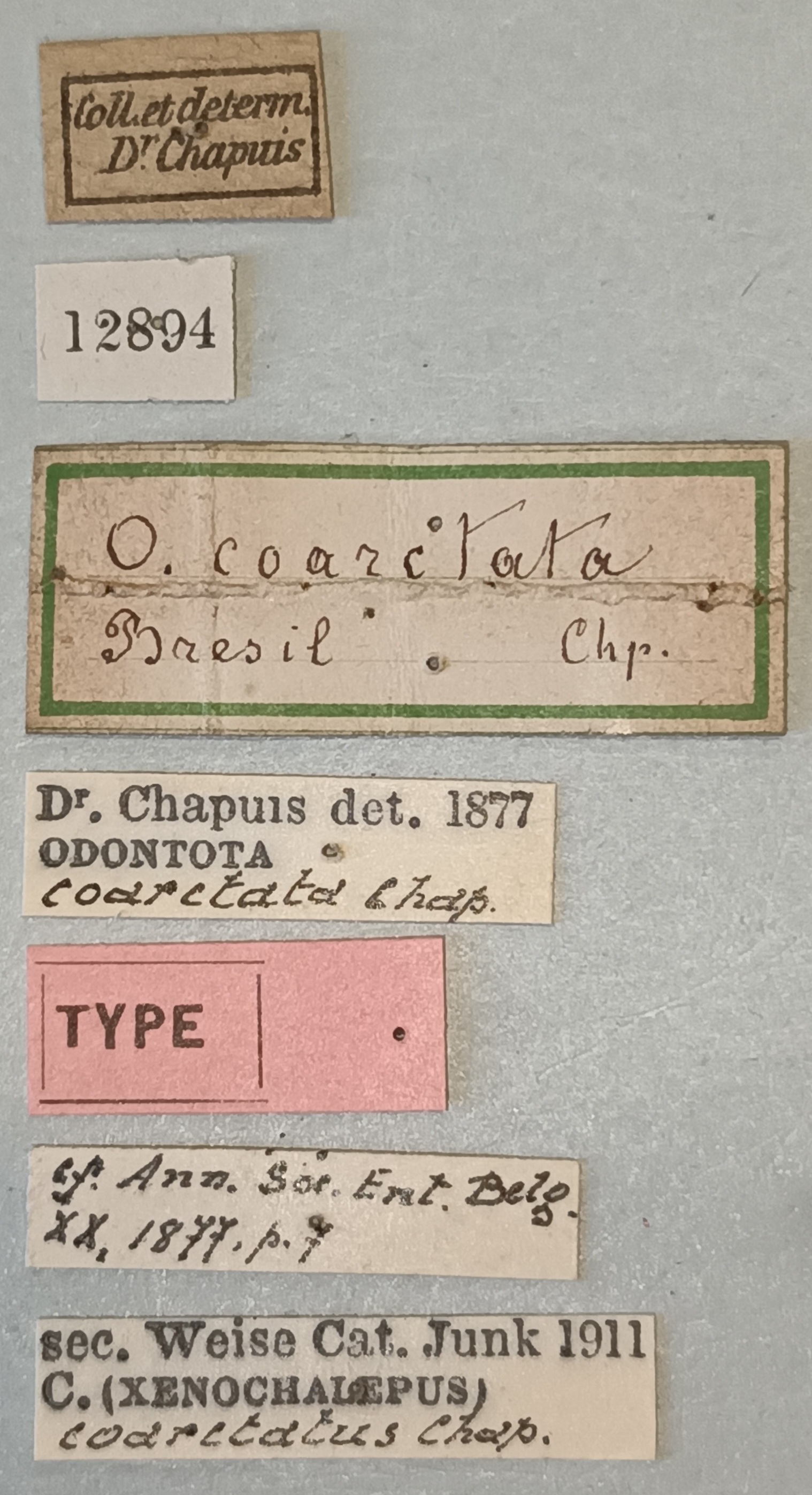 Chalepotatus coarctatus T Labels.jpg