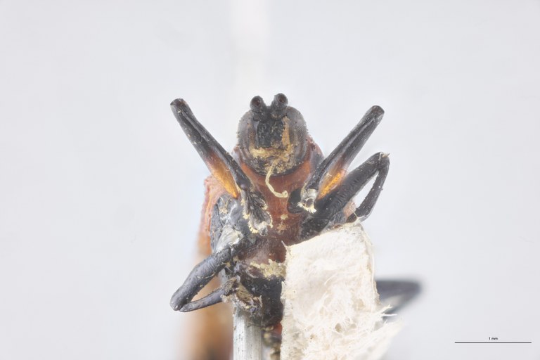 Chalepus acuticornis T F-V.jpg