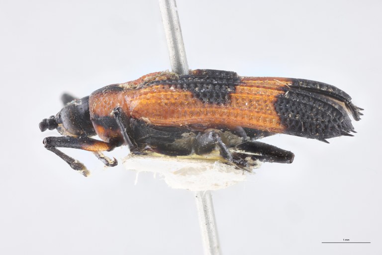 Chalepus acuticornis T L.jpg