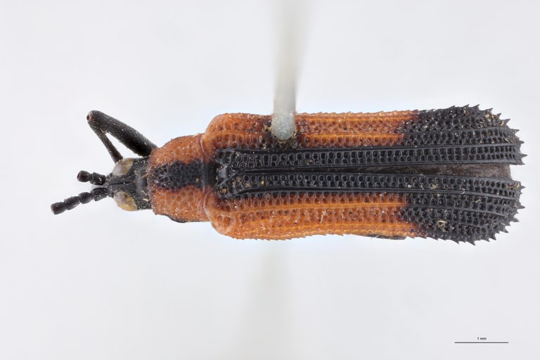 Chalepus badeni T D.jpg