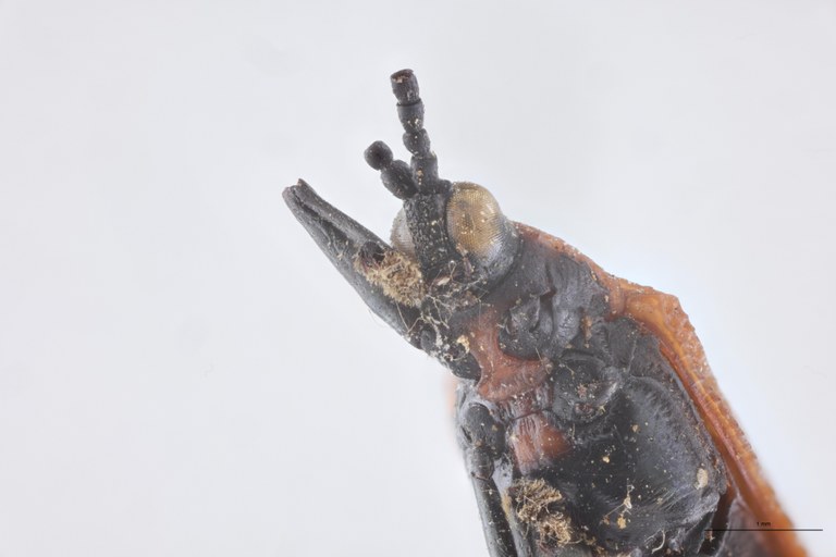 Chalepus badeni T F-V.jpg