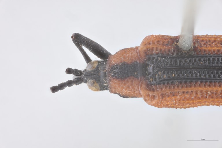 Chalepus badeni T Head-Close-Up.jpg