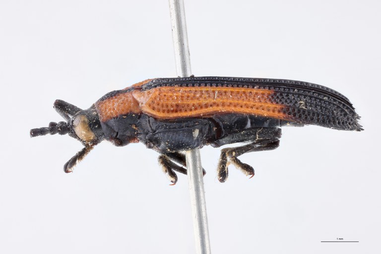 Chalepus badeni T L.jpg