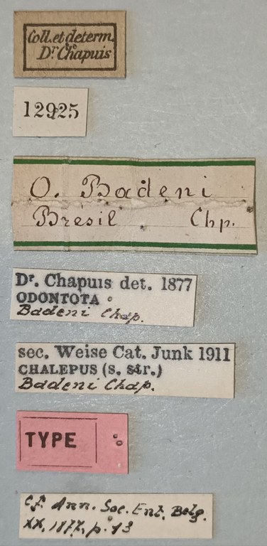 Chalepus badeni T Labels.jpg