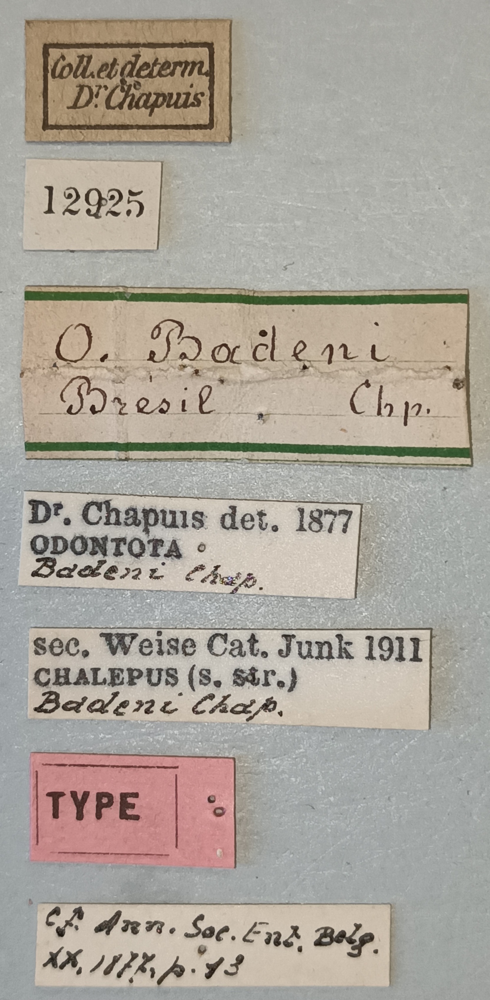 Chalepus badeni T Labels.jpg