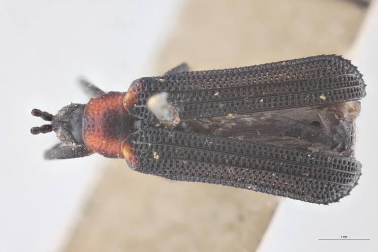 Chalepus basiliaris T D.jpg