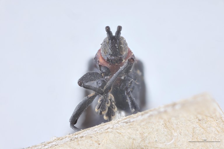 Chalepus basiliaris T F-V.jpg