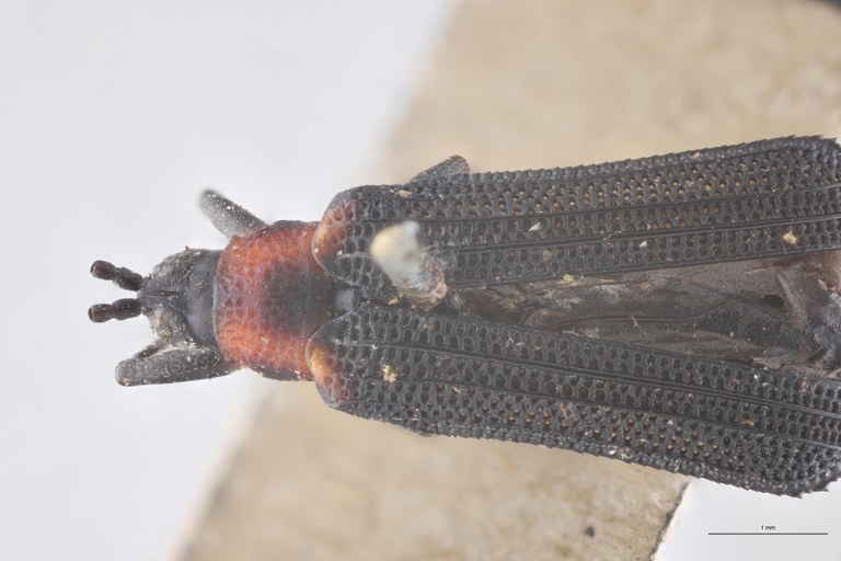 Chalepus basiliaris T Head-Close-Up.jpg