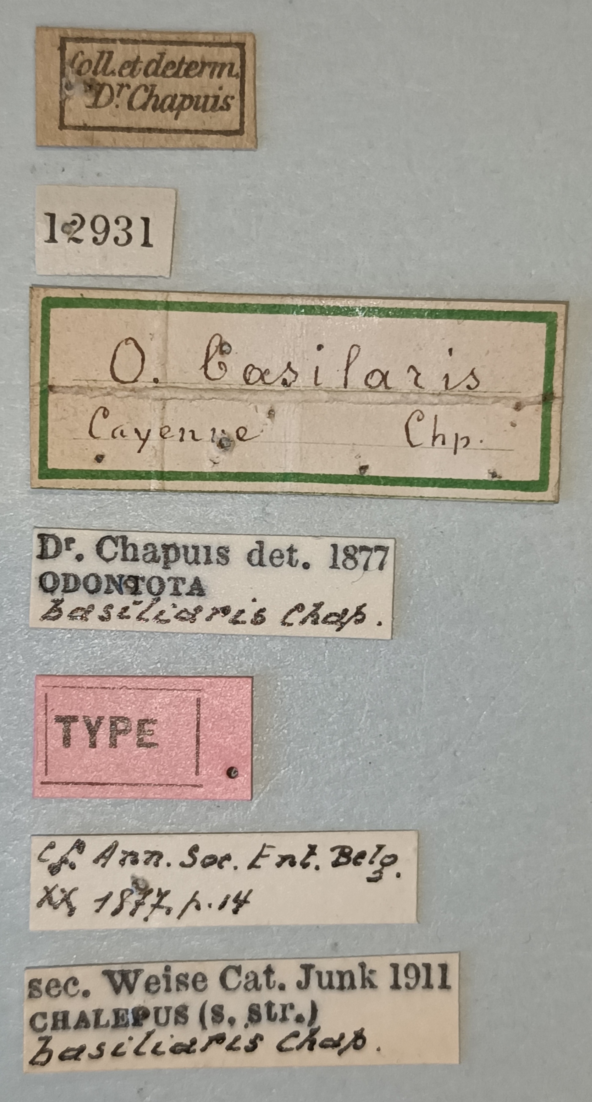 Chalepus basiliaris T Labels.jpg