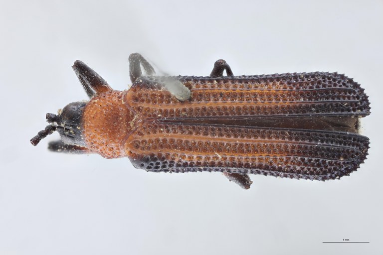 Chalepus bellulus Ex-T D.jpg