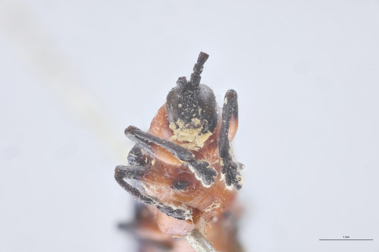 Chalepus bellulus Ex-T F-V.jpg