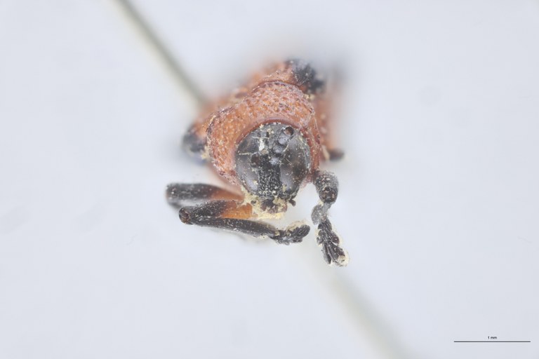 Chalepus bellulus Ex-T F.jpg