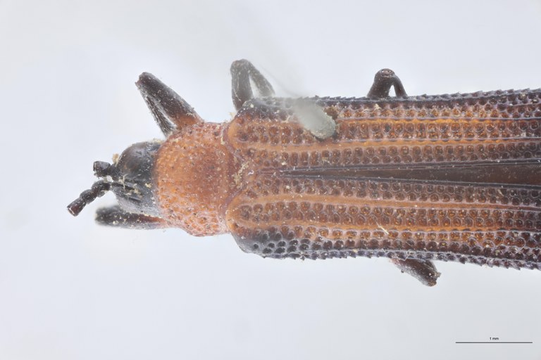 Chalepus bellulus Ex-T Head-Close-Up.jpg