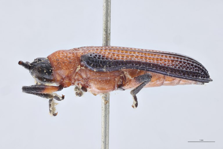 Chalepus bellulus Ex-T L.jpg